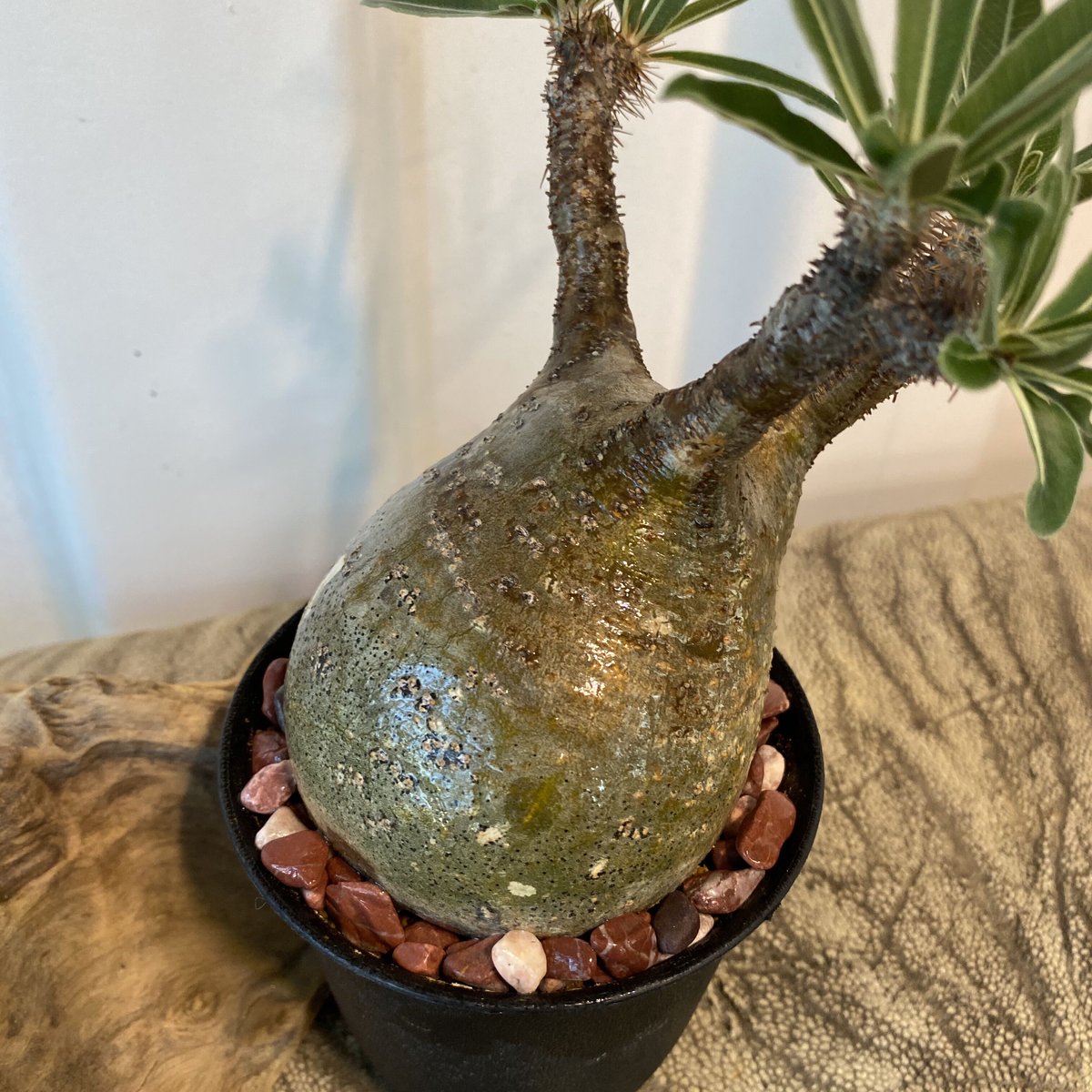 N*8様 パキポディウム・グラキリス　発根済み鉢付き　現地株 パキポディウム：グラキリス（発根済み株）3.5号鉢植え の通販