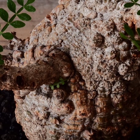 オペルクリカリア パキプス φ 11cm［No.23］  × 磯部祐介 作「 円 - 闇堕ち - "飛び鉋"」4号 植木鉢 笠間焼