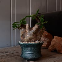 マカイエンセ φ11cm - 魔界玉 - ［No.20］  ×   森田昌求 作 「 CLAW /  BORDER  」 4号 植木鉢 笠間焼