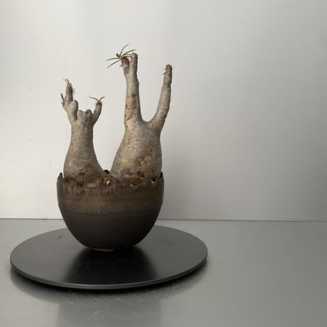 綴化 セッカ ダブルヘッド グラキリス 発根済 BG-200 × S.N.Pot "丸"- crown - 4号鉢 ［作家  "根本峻吾"］