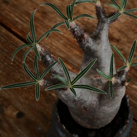 グラキリス - 象牙宮- ［No.164］  ×   根本峻吾 作 S.N POT type.cylinder「 鐡 - 黒焔 - 」3号 植木鉢 笠間焼