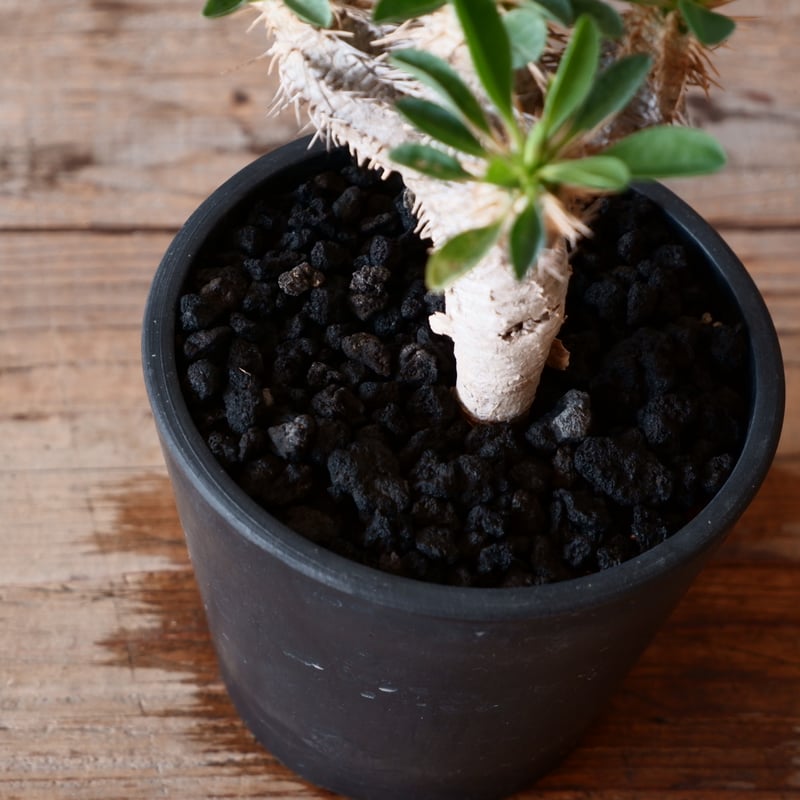 綴化 ユーフォルビア ギラウミニアナ 鉢ごと発送 実生株 綴化 ユーフォルビア ギラウミニアナ 鉢ごと発送 実生株