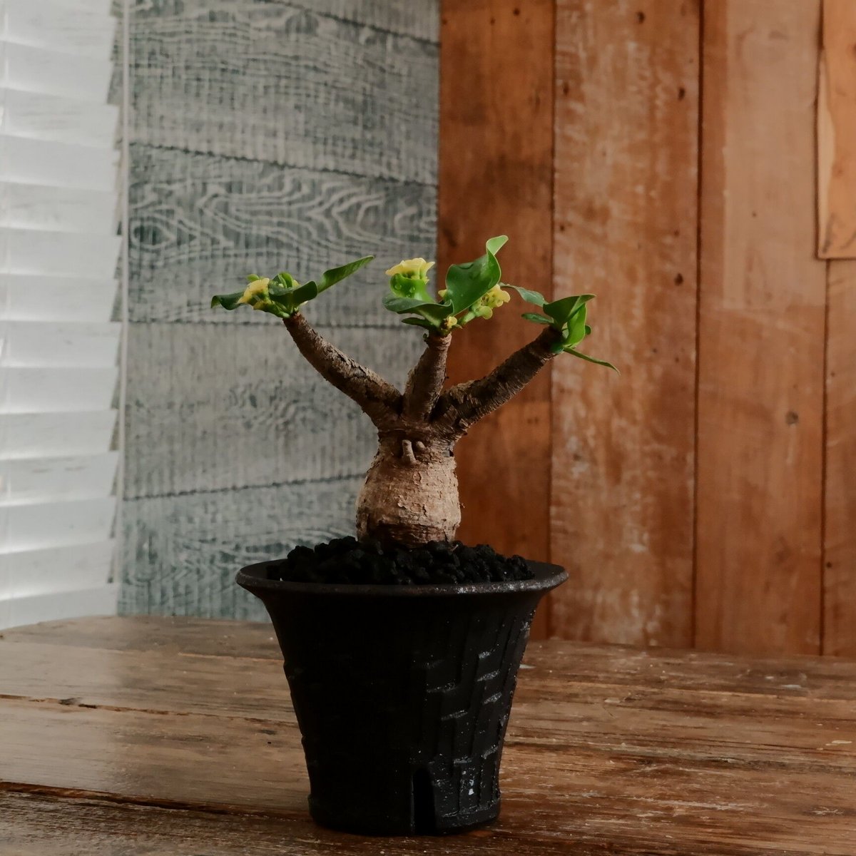 ユーフォルビア イトレメンシス ［No.65］ × 沼野秀章 作