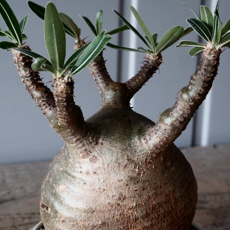 グラキリス φ9cm - 象牙宮-［No.48］× 坂本新 作 作品【 LUSTER GREY 】3号 植木鉢 笠間焼
