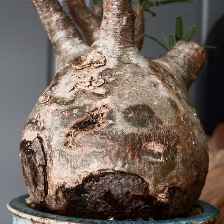 グラキリス φ8cm - 象牙宮 -［No.56］  × 磯部祐介 作「 彩 - sai - 」3号 植木鉢 笠間焼