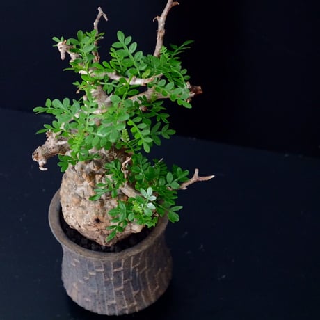 発根済 オペルクリカリア パキプス ［No.10］×  沼野秀章 作「 black wrap 」笠間焼 植木鉢