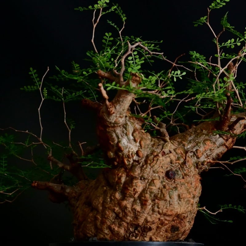 大型 扁平 生物型 パキプス 06 ［幹幅20cm ］ 7号鉢 | Botanical Holic