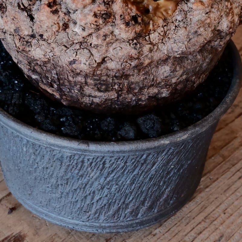 オペルクリカリア パキプス φ 14cm［No.09］ × 與那嶺大輔 作 「琉球飛