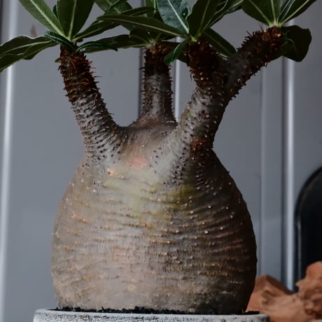 グラキリス φ10cm  - 象牙宮- ［No.35］  ×   根本峻吾 作 S.N POT type.cylinder「 月光ノ鐵」3.5号 植木鉢 笠間焼