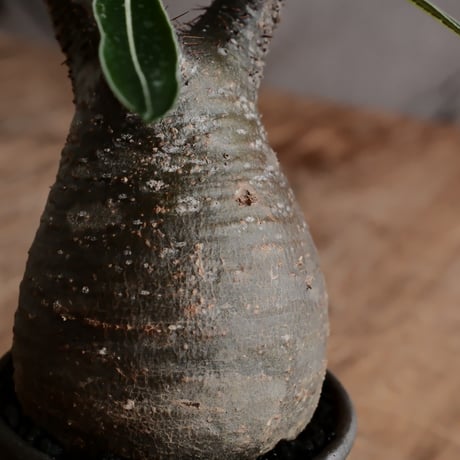 発根済 グラキリス  - 象牙宮 - size S［No.231］  ×  與那嶺大輔 作 「琉球唐草」3号 植木鉢