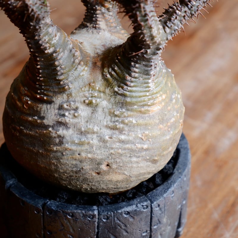 美形 丸株 グラキリス - 象牙宮 - size S［No.41］ × 沖誠 作品