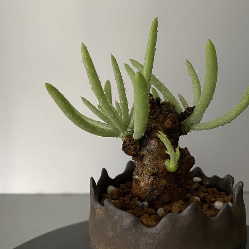 チレコドンペアルソニー現地株発根済中サイズ