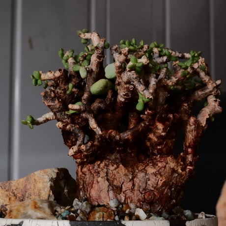 ケラリア ピグマエア［No.79］  × 沼野秀章 作品【  Black Wrap 】3号 植木鉢 笠間焼