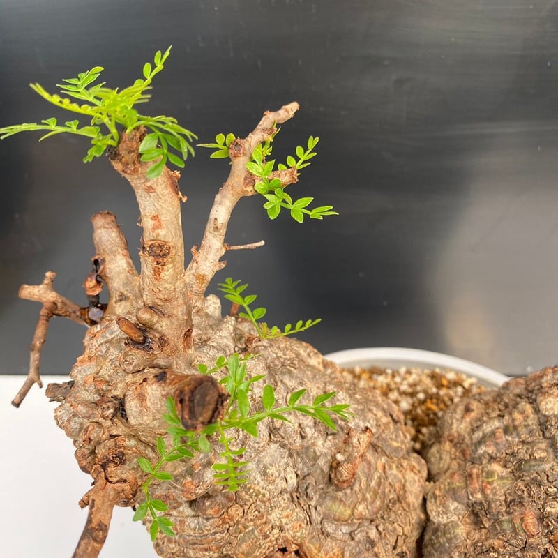 多頭 マルチヘッド オペルクリカリア パキプス MP03 発根済 現地株