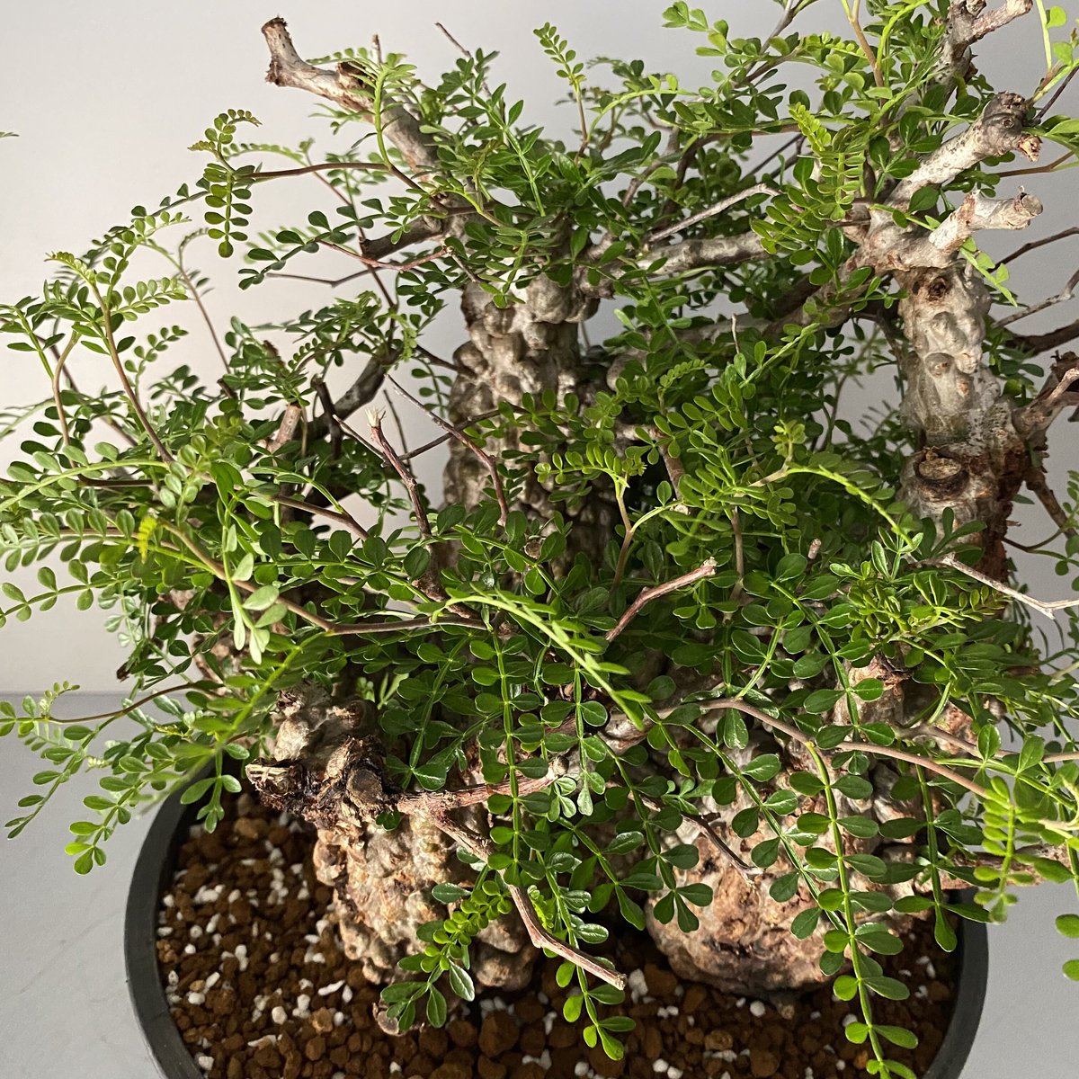 makongu枠　パキプス 新鮮 良株 発根済 オペルクリカリア パキプス BH-P02