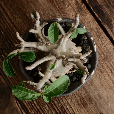 《美形》アデニウム アラビカム " ドワーフ " φ7.5cm［No.9］  ×   沼野秀章 作「 black wrap 」4号 植木鉢 笠間焼
