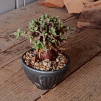 ケラリア ピグマエア 現地株 発根済［No.41］  ×   森田昌求 作 「 CLAW - M - 」 3.5号 植木鉢 笠間焼