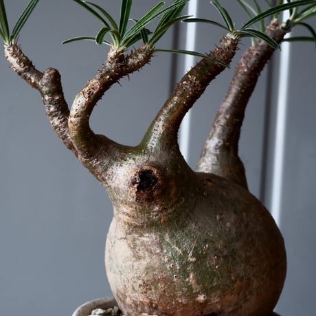 グラキリス φ10cm - 象牙宮 -［No.38］  ×   沼野秀章 作「 刻ム音 」3号 植木鉢 笠間焼