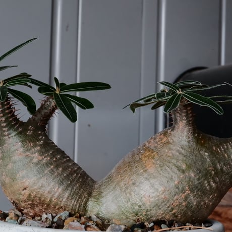二頭 グラキリス φ14cm  - 象牙宮- ［No.40］  ×   根本峻吾 作 S.N POT type.cylinder - low「 月光ノ鐵」5号 植木鉢 笠間焼