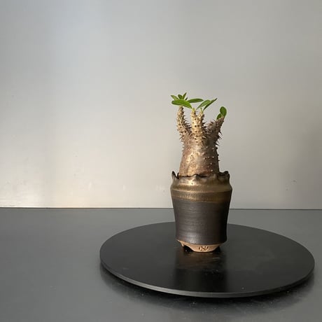 発根済 超チビ マカイエンセ 魔界玉 現地株 BG-136 × S.N.Pot - crown - 2号鉢 ［作家  "根本峻吾"］
