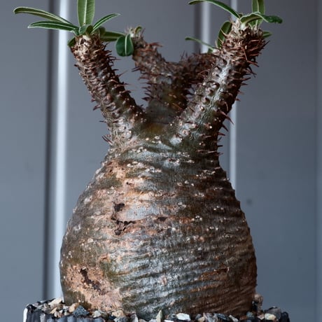 グラキリス φ8.5cm - 象牙宮-［No.02］× 根本峻吾 作 S.N POT type.round「 爪牙 -堕天黒- 」3.5号鉢 笠間焼