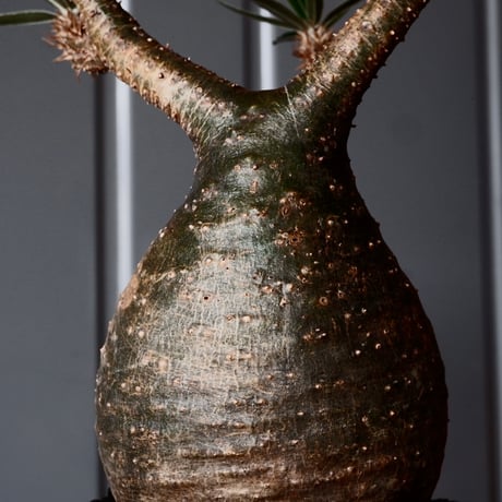 グラキリス φ8.5cm - 象牙宮-［No.44］× 根本峻吾 作 S.N POT type.round「 爪牙 -堕天白- 」3号鉢 笠間焼