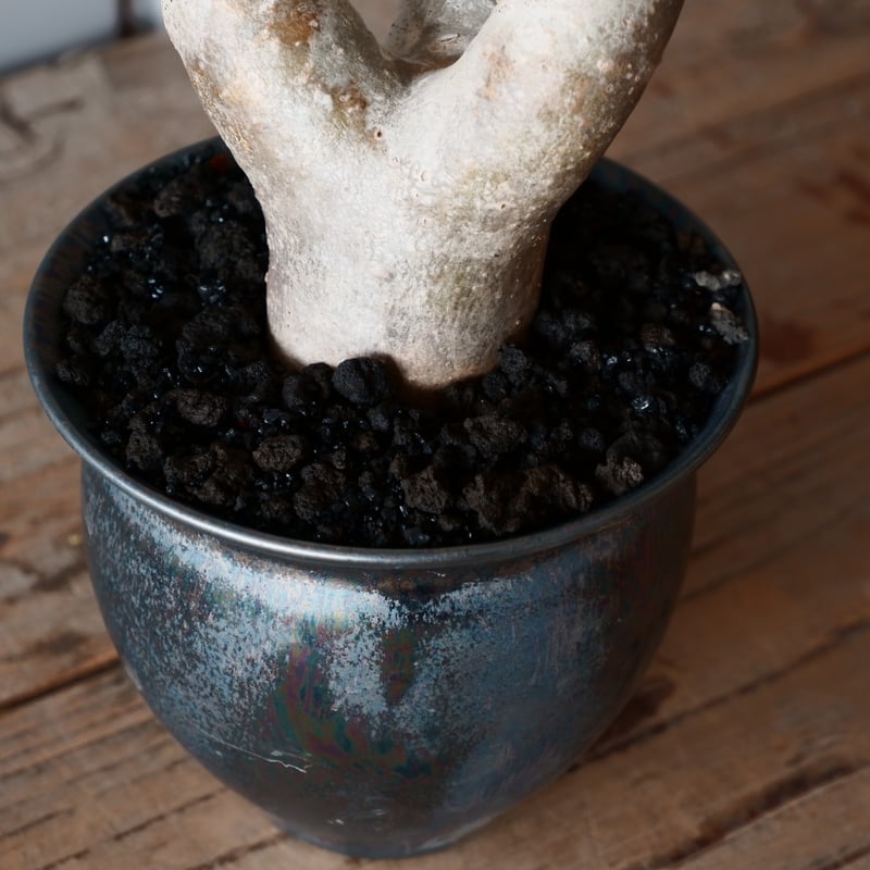 パキポディウム ブレビカリックス 輸入株［No.21］ × 坂本新 作