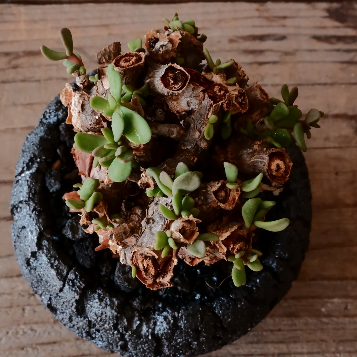 ケラリア ピグマエア 大株 雌株Cerariapygmaea プラ鉢発送 ケラリア