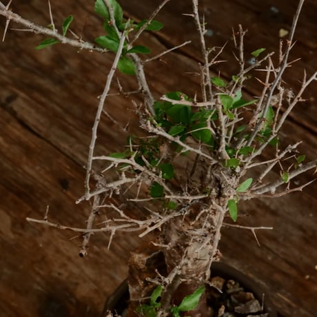 コミフォラ シンプリキフォリア M［No.51］  ×   磯部祐介 作「 瓦 - kawara - " 金剛 tall ver. " 」4号 植木鉢 笠間焼