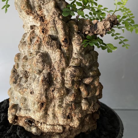 発根済 オペルクリカリア パキプス P-46  ×   【作家 小野瀬 一 】"shinogi" 4.5号 植木鉢