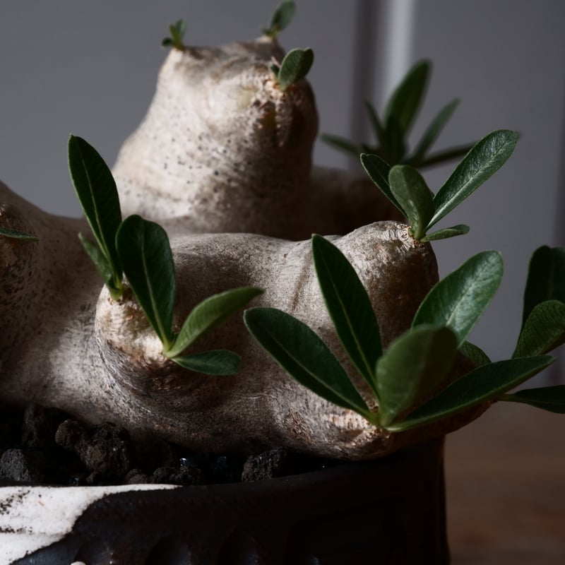 パキポディウム ブレビカリックス 輸入株 発根済［No.8］ × 根本