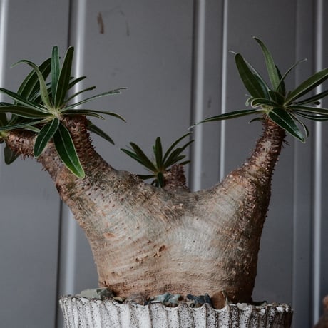 グラキリス φ7.5cm  - 象牙宮- ［No.78］  ×   根本峻吾 作 S.N POT type.slim「 月光ノ爪牙」3.5号 植木鉢 笠間焼