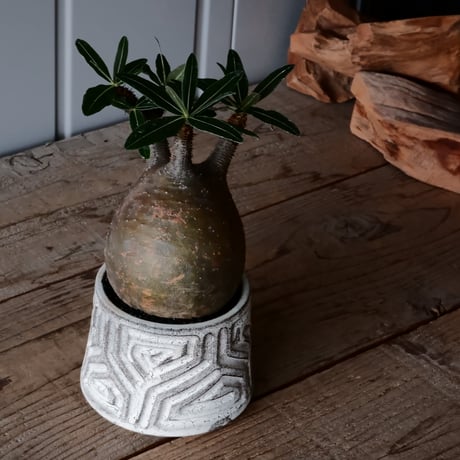 グラキリス φ10cm  - 象牙宮- ［No.35］  ×   根本峻吾 作 S.N POT type.cylinder「 月光ノ鐵」3.5号 植木鉢 笠間焼