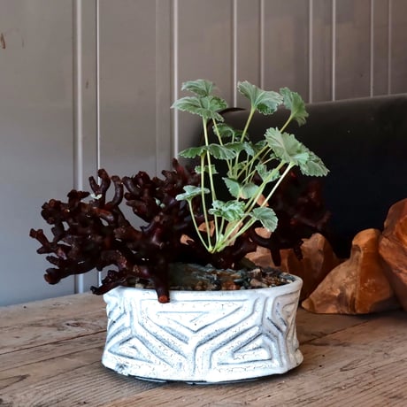 【低木】ペラルゴニウム ミラビレ［No.06］  ×   根本峻吾 作 S.N POT type.slim low「 月光ノ鐵」 6号 浅鉢 植木鉢