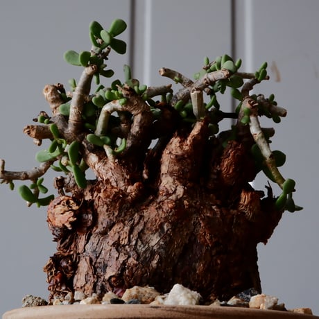 ケラリア ピグマエア 現地株 発根済［No.20］  ×   森田昌求 作 「 Abstract Scratch」 3.5号 植木鉢 笠間焼