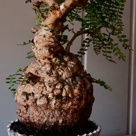 オペルクリカリア パキプス φ 13cm［No.03］  ×   根本峻吾 作 S.N POT  type.slim「 月光ノ爪牙 」 5号 植木鉢 笠間焼
