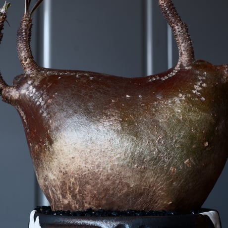 グラキリス φ12cm - 象牙宮-［No.01］× 根本峻吾 作 S.N POT type.round「 鐵-堕天黒- 」3.5号鉢 笠間焼