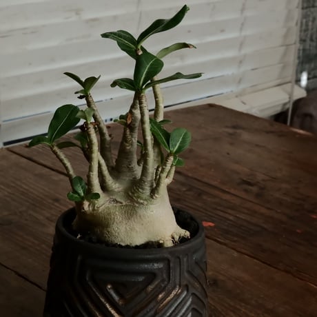 《低重心》アデニウム アラビカム " ドワーフ " φ9cm［No.8］  ×  根本峻吾 作 S.N POT type.normal「 鐡 - kurogane - 」 4号  笠間焼