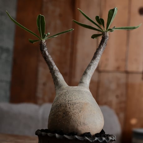 発根済 グラキリス  - 象牙宮 - size S［No.223］  ×  與那嶺大輔 作 「琉球飛び鉋」3号 植木鉢