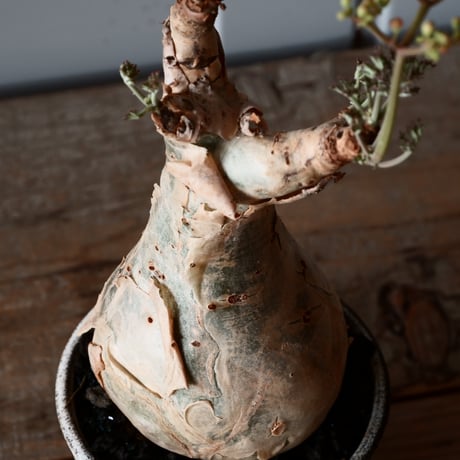 キフォステンマ ベティフォルメ ナローリーフ ソマリア産 輸入株［No.15］  × 根本峻吾 作品【 S.N POT type.slim「 雷電 / 月光 ver. 」3.5号 】笠間焼 植木鉢