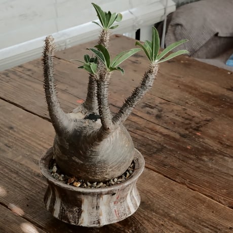 グラキリス - 象牙宮 -［No.57］  ×   沼野秀章 作「 刻ム音 」4号 植木鉢 笠間焼