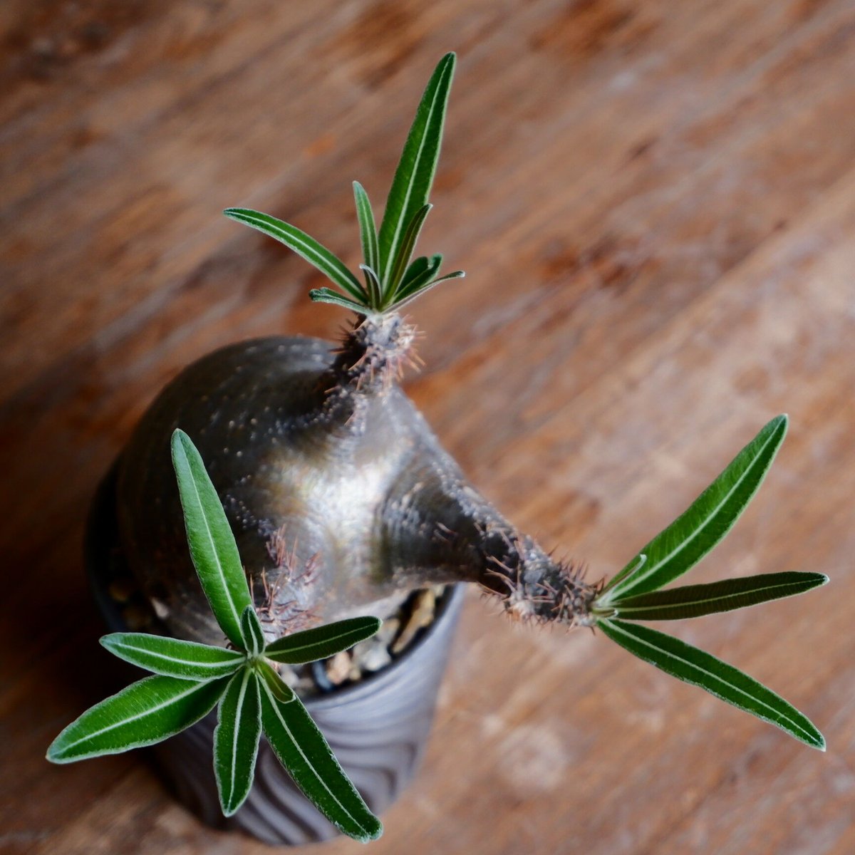 グラキリス - 象牙宮 - size S［No.42］ × 新里竜子 作 「RYUSEN