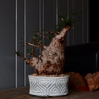 大株 オペルクリカリア パキプス φ 18cm ［No.34］  ×   根本峻吾 作 S.N POT  type.slim-low「 月光ノ鐵 」 7号 植木鉢