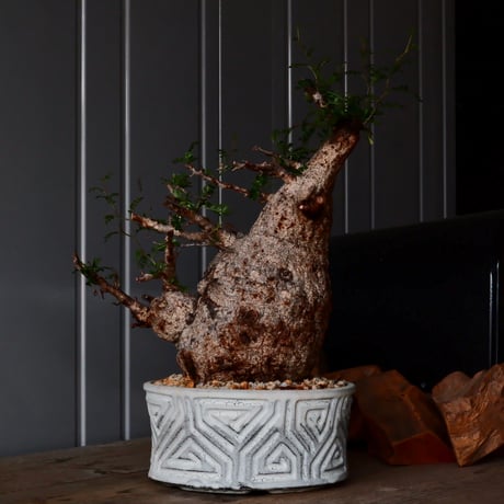 大株 オペルクリカリア パキプス φ 18cm ［No.34］  ×   根本峻吾 作 S.N POT  type.slim-low「 月光ノ鐵 」 7号 植木鉢