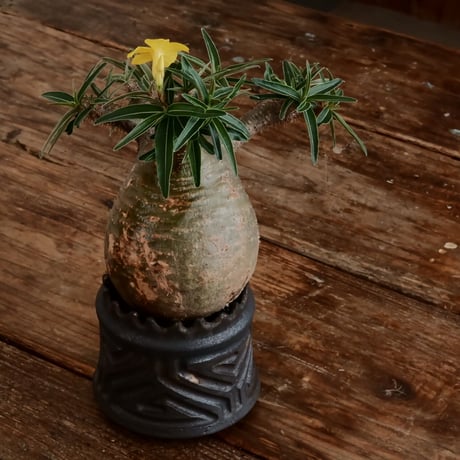 グラキリス - 象牙宮- ［No.170］  ×   根本峻吾 作 S.N POT type.cylinder「 鐡 - 黒焔 - 」3号 植木鉢 笠間焼