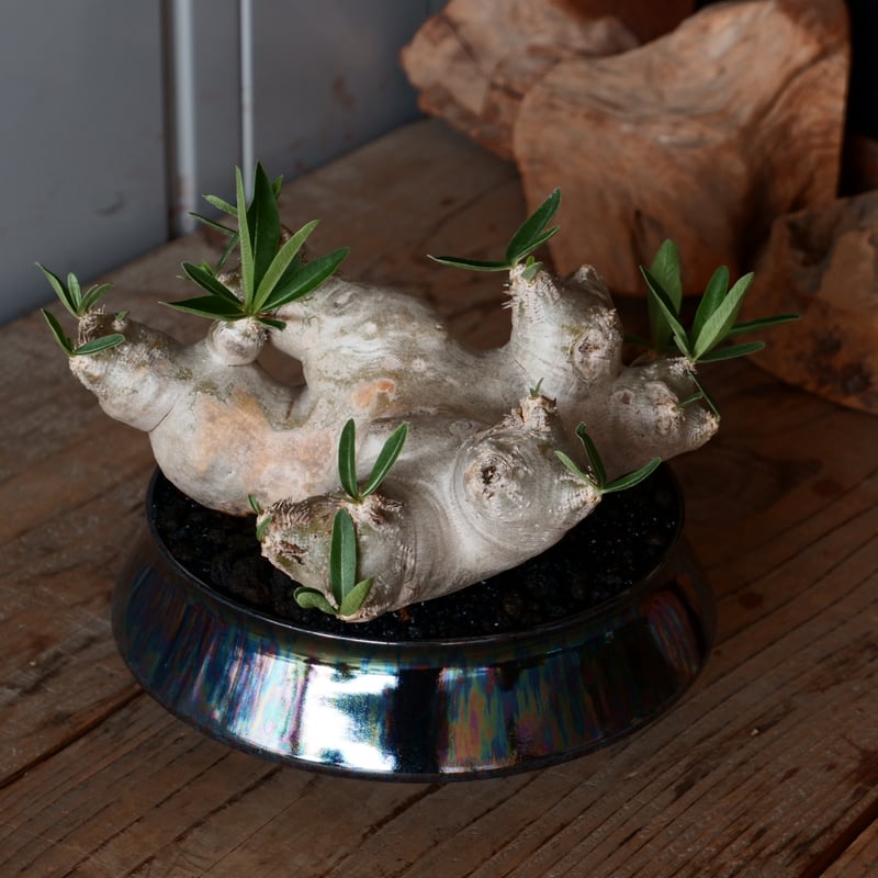 大株 扁平 パキポディウム ブレビカリックス 輸入株［No.22