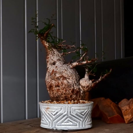 大株 オペルクリカリア パキプス φ 18cm ［No.34］  ×   根本峻吾 作 S.N POT  type.slim-low「 月光ノ鐵 」 7号 植木鉢