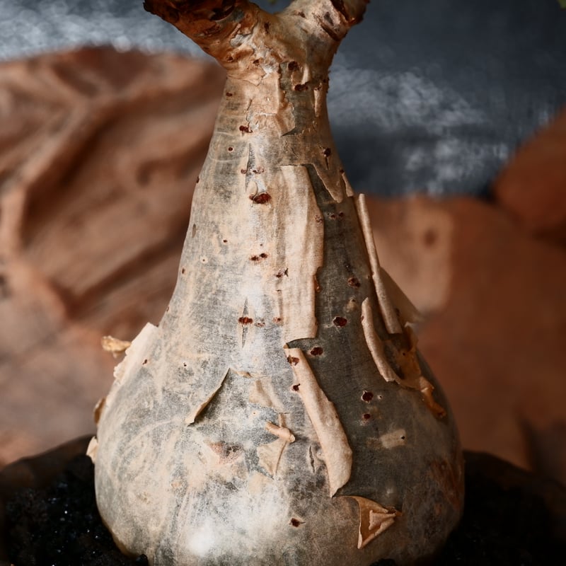 キフォステンマ ベティフォルメ ナローリーフ ソマリア産 輸入株［No