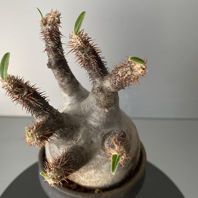 F*r様 グラキリス発根済み 発根済 グラキリス 現地株 BG-154 × S.N.Pot - horizon - 3号鉢