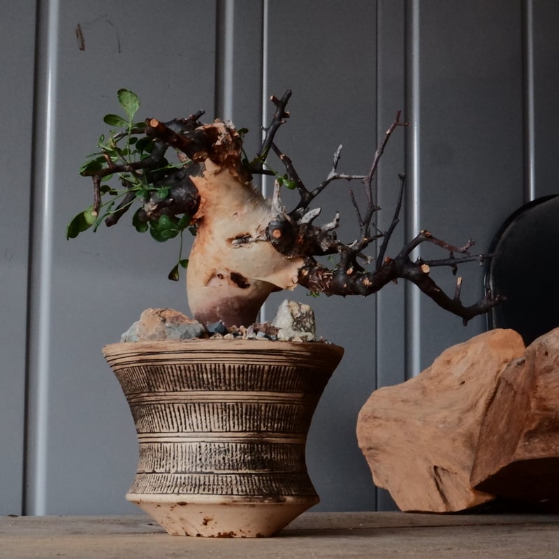 コミフォラ ピュアカタフ カタチ製作所 コミフォラ カタフ ピュア［No.09］ × 森田昌求 作【 Abstract Scratc